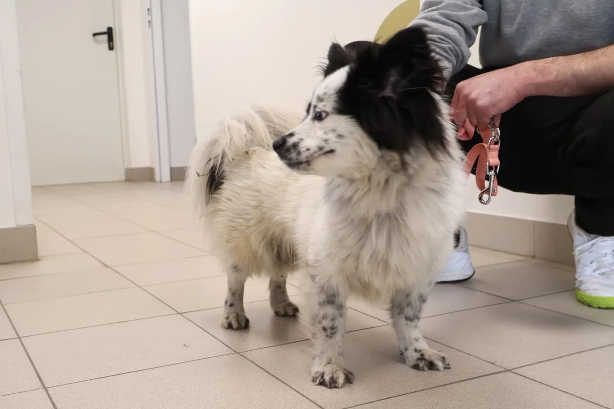 Gałgan, male Mixed Breed for adoption at Schronisko Lodz, Lodz