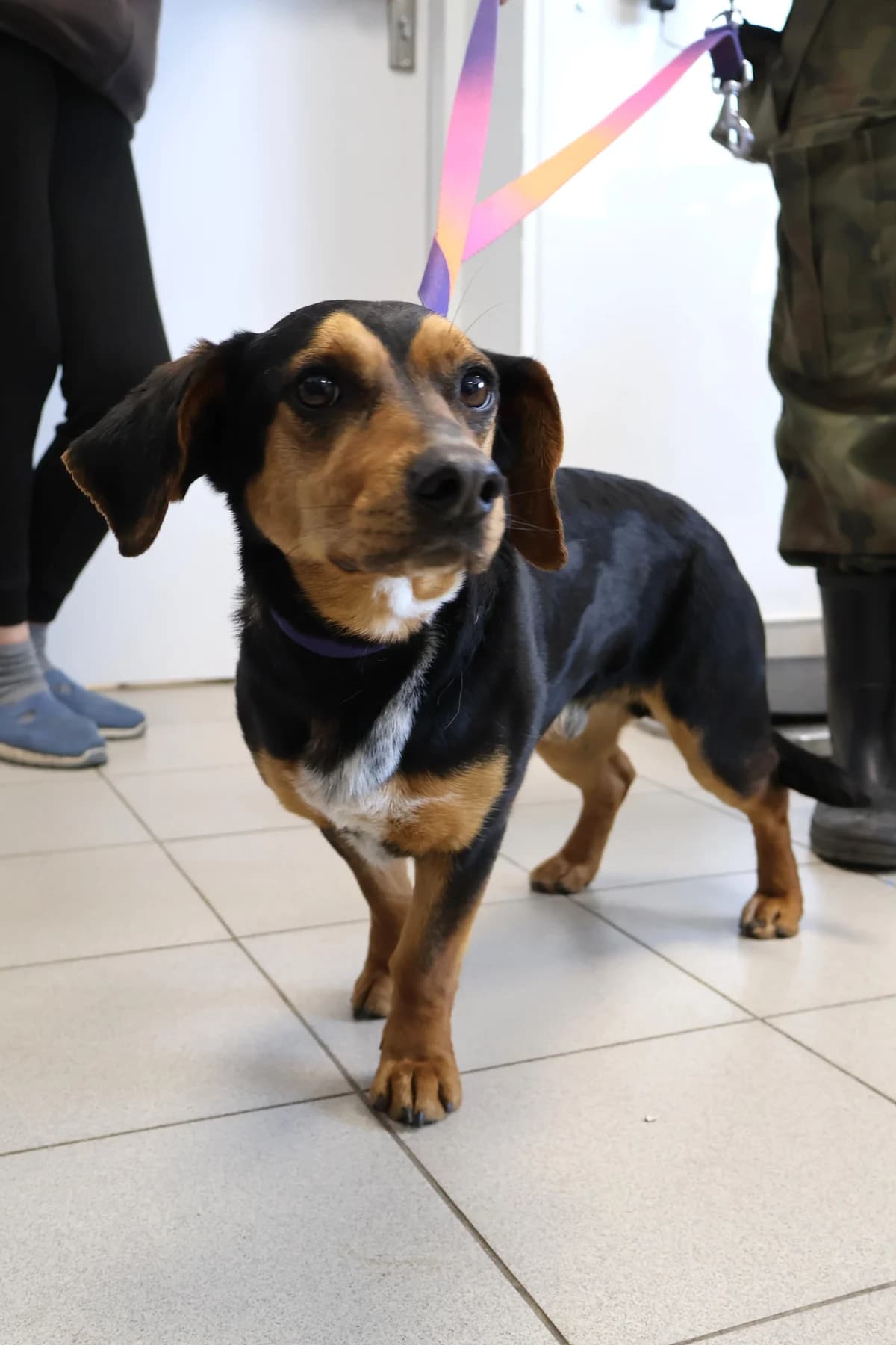 Berni, male Mixed Breed for adoption at Schronisko Lodz, Lodz