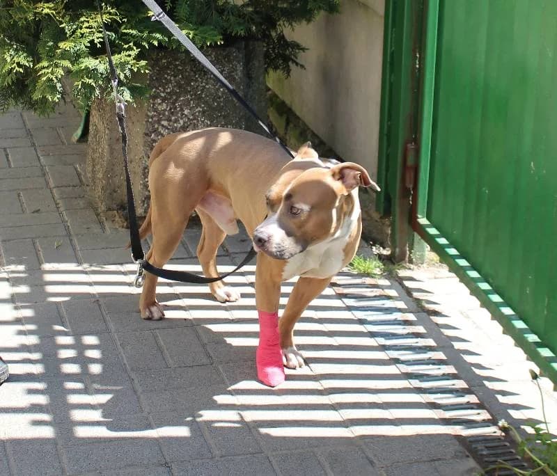 Koko, male 4yo Mixed Breed for adoption at Schronisko Lodz, Lodz