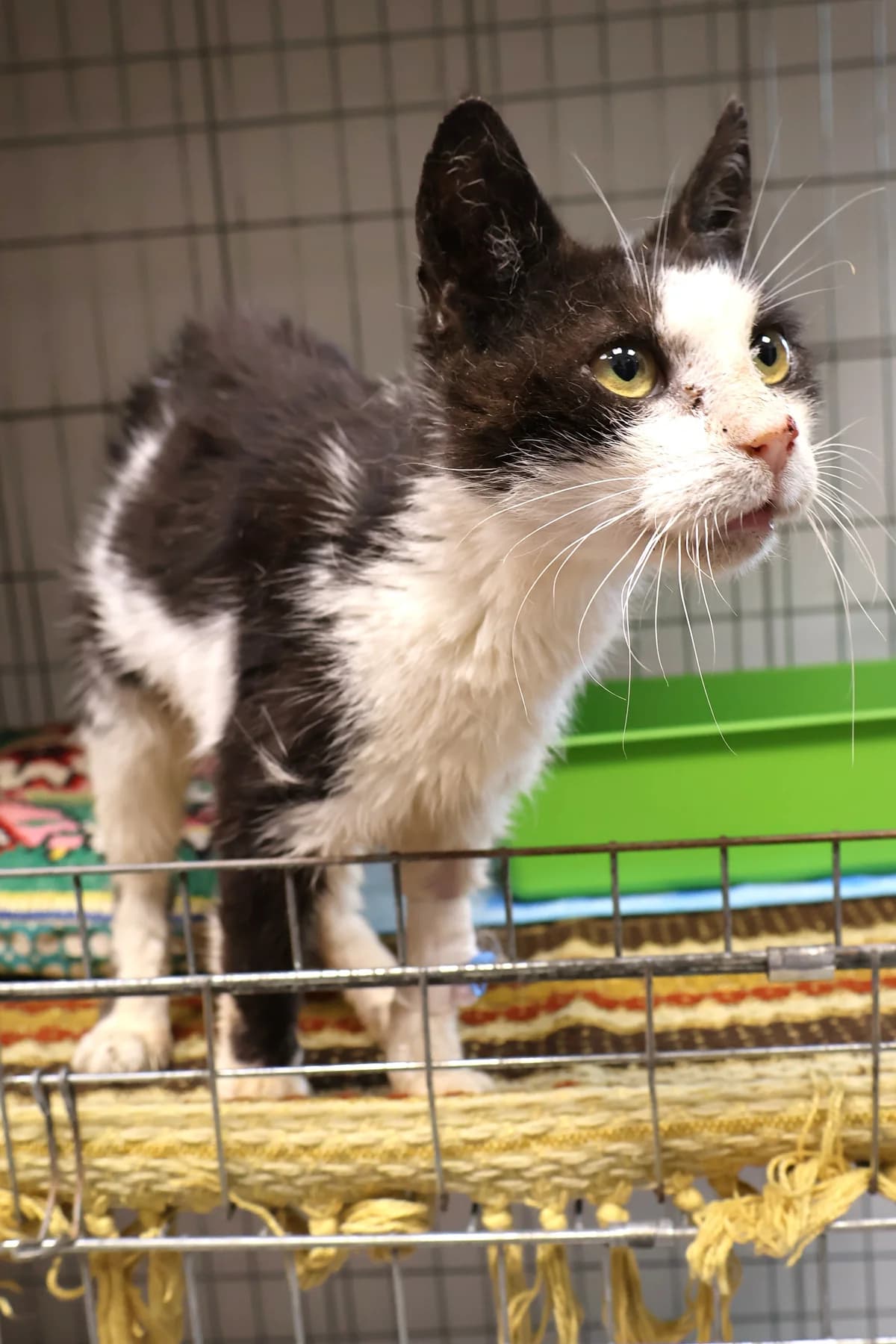 Balbo, male Mixed Breed for adoption at Schronisko Lodz, Lodz