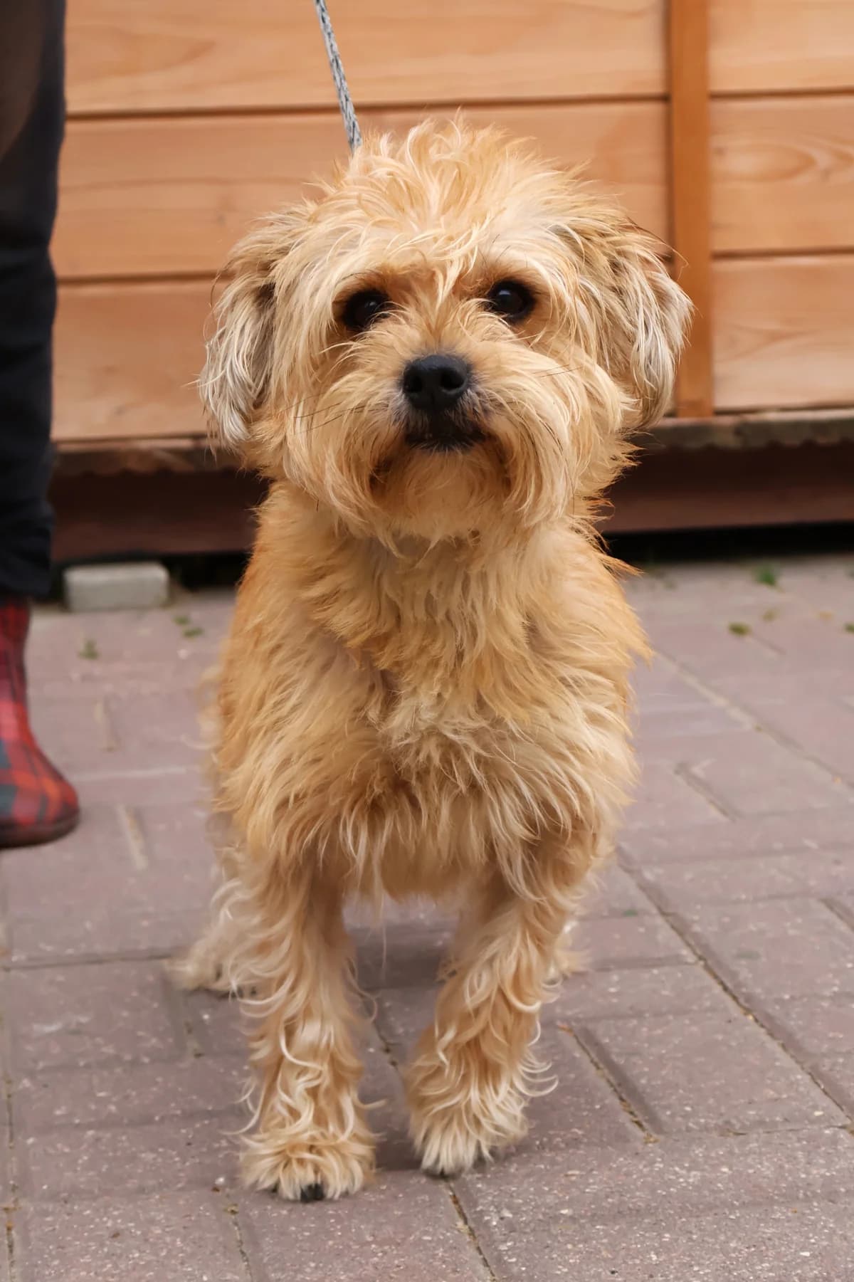 Koka, female 6yo Mixed Breed for adoption at Schronisko Lodz, Lodz