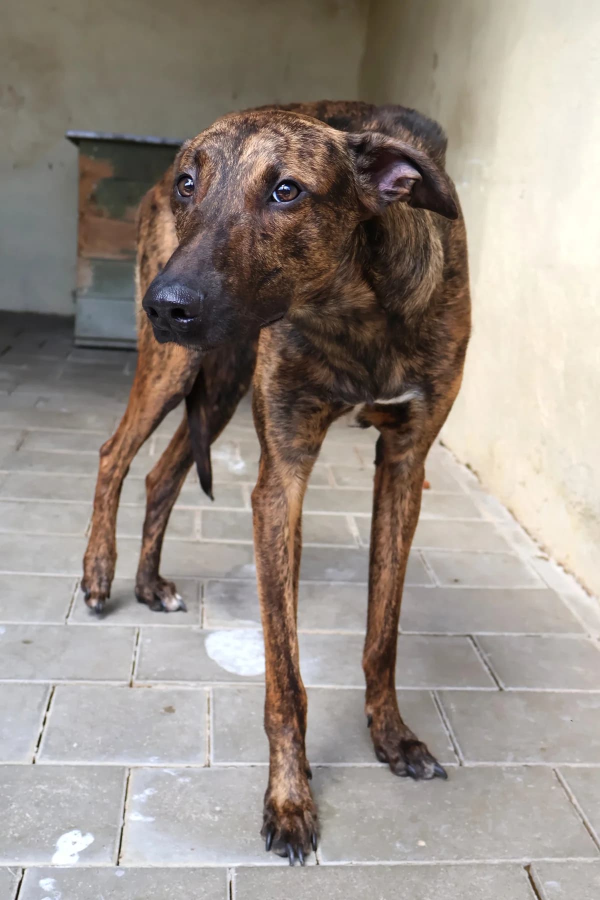 Fiks, male young Mixed Breed for adoption at Schronisko Lodz, Lodz