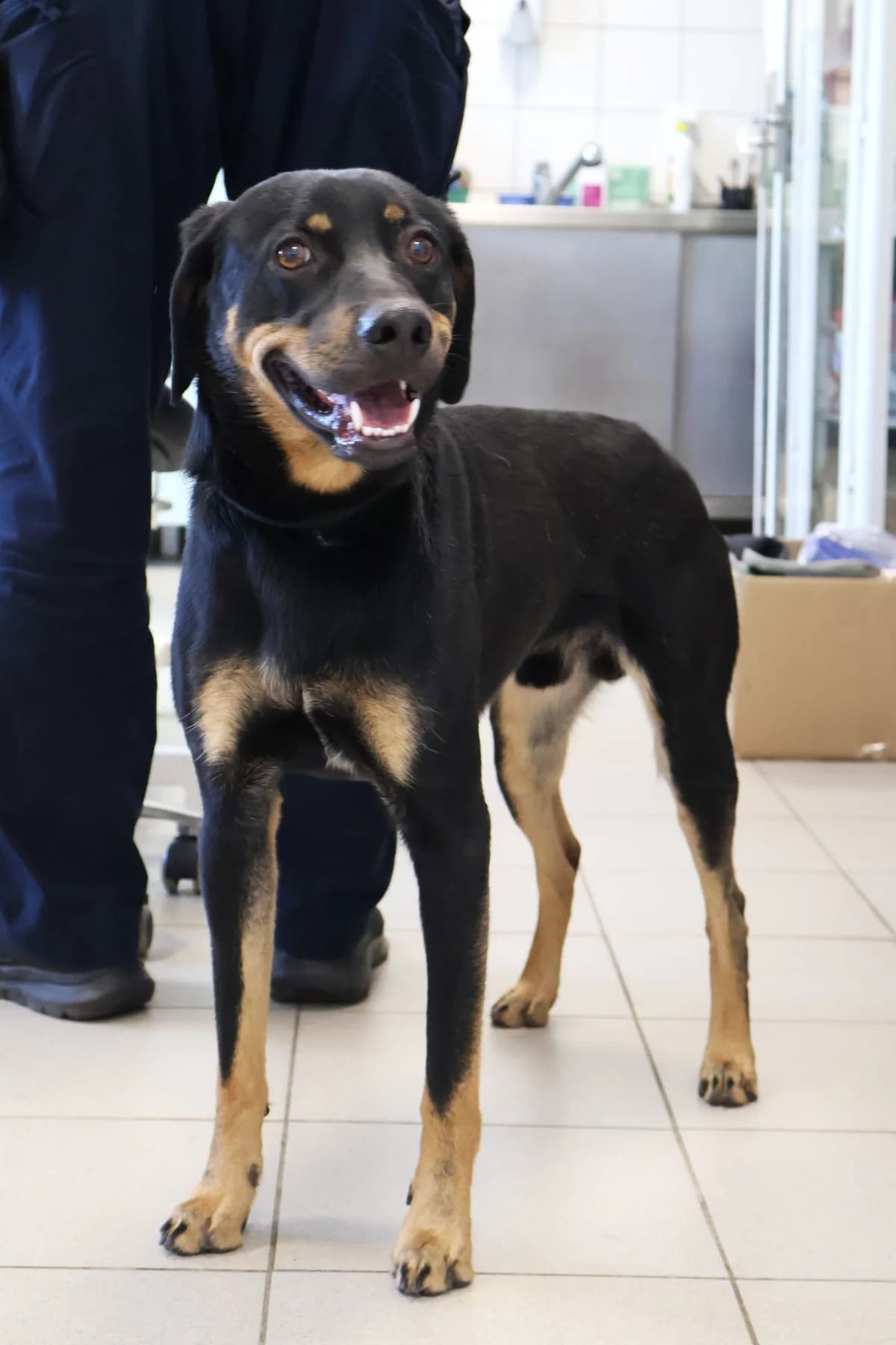 Riko, male puppy Mixed Breed for adoption at Schronisko Lodz, Lodz