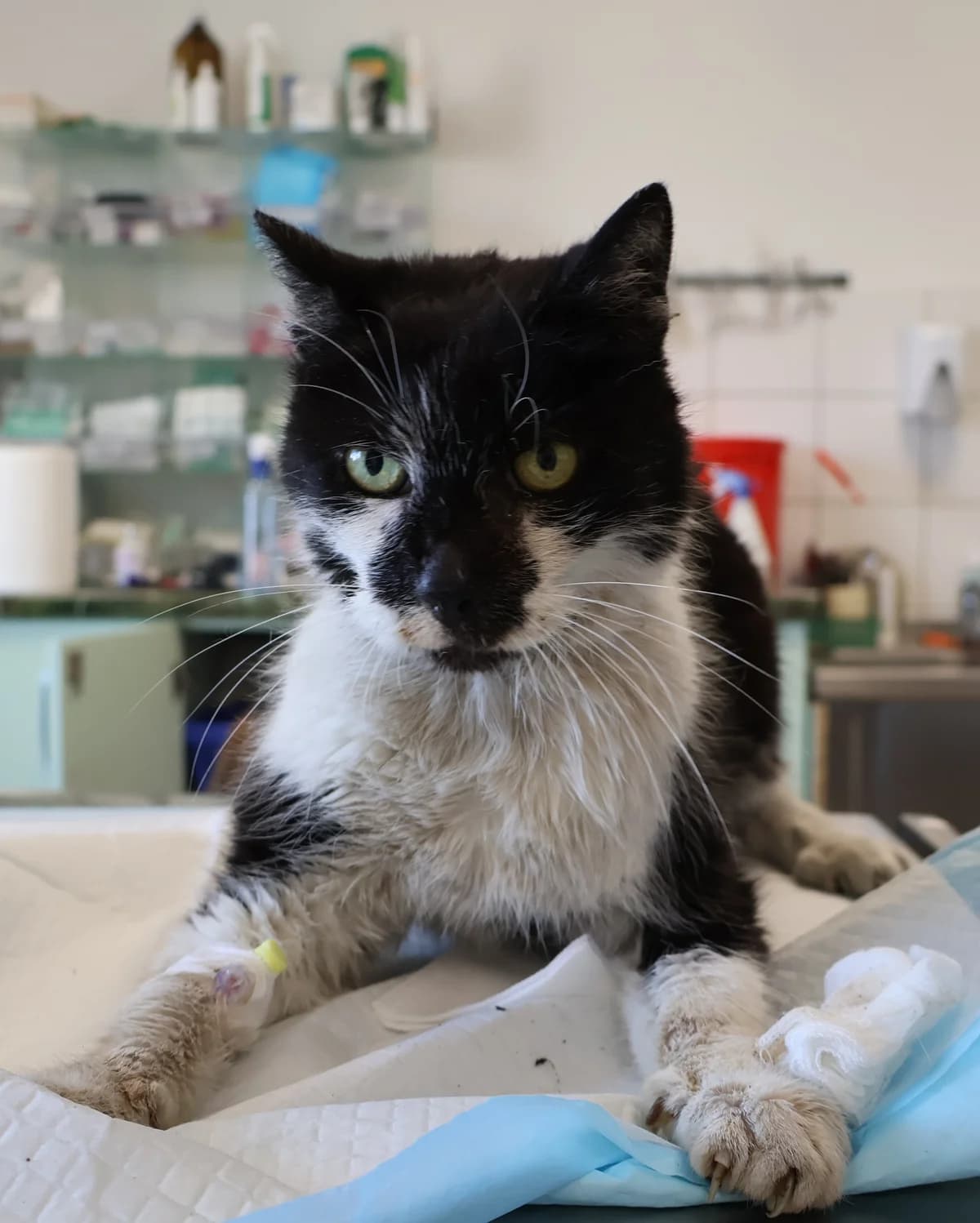 Vincent, male Mixed Breed for adoption at Schronisko Lodz, Lodz