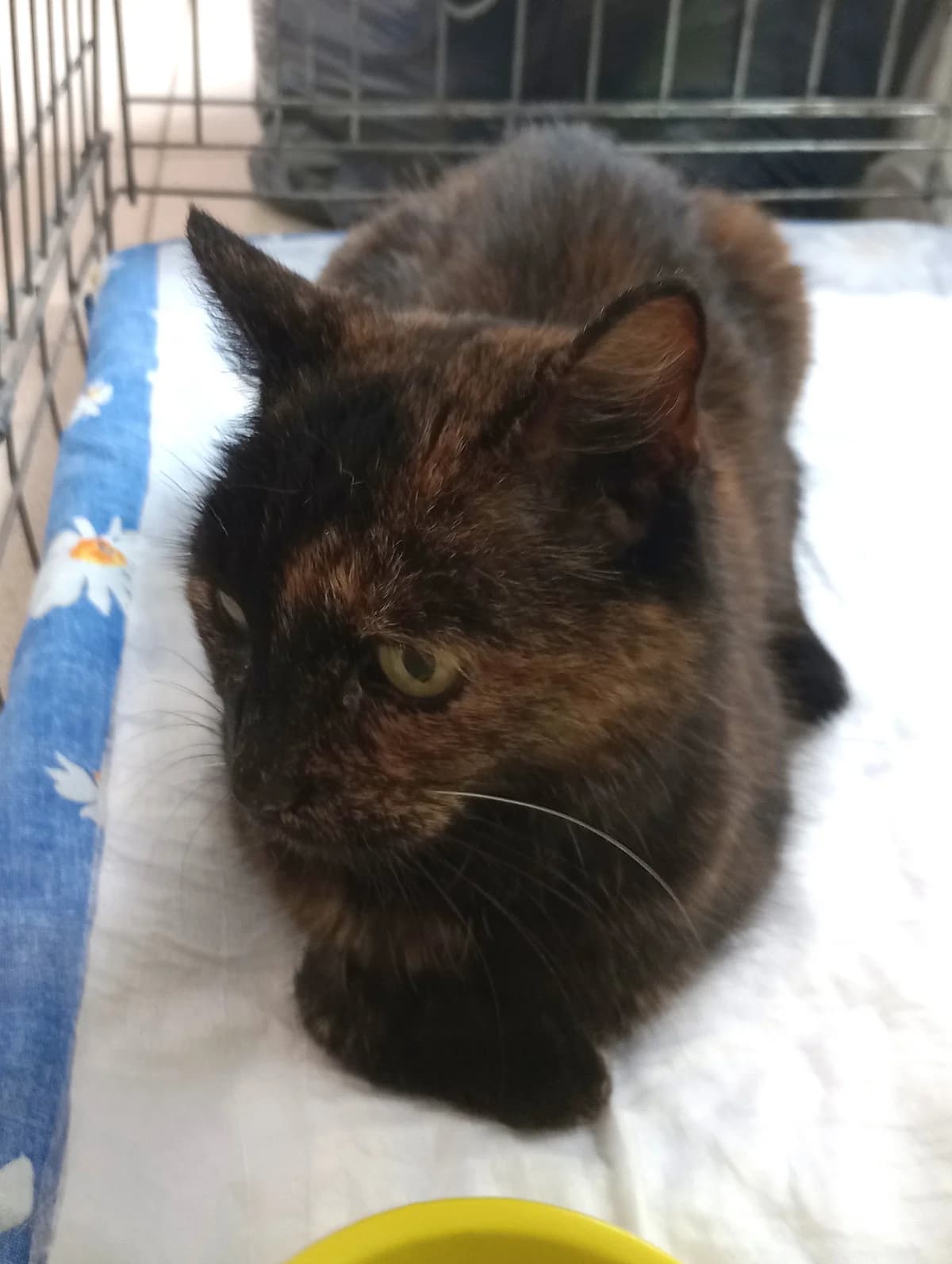 Basta, female 5yo Mixed Breed for adoption at Schronisko Lodz, Lodz