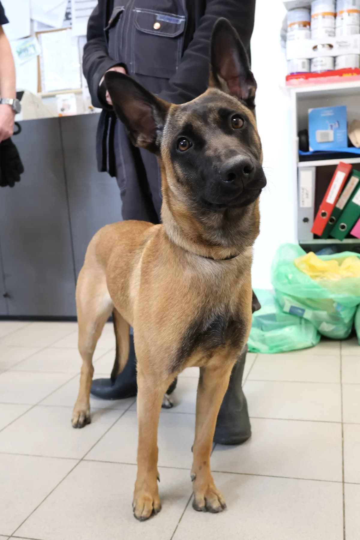 Aiden, female puppy Mixed Breed for adoption at Schronisko Lodz, Lodz