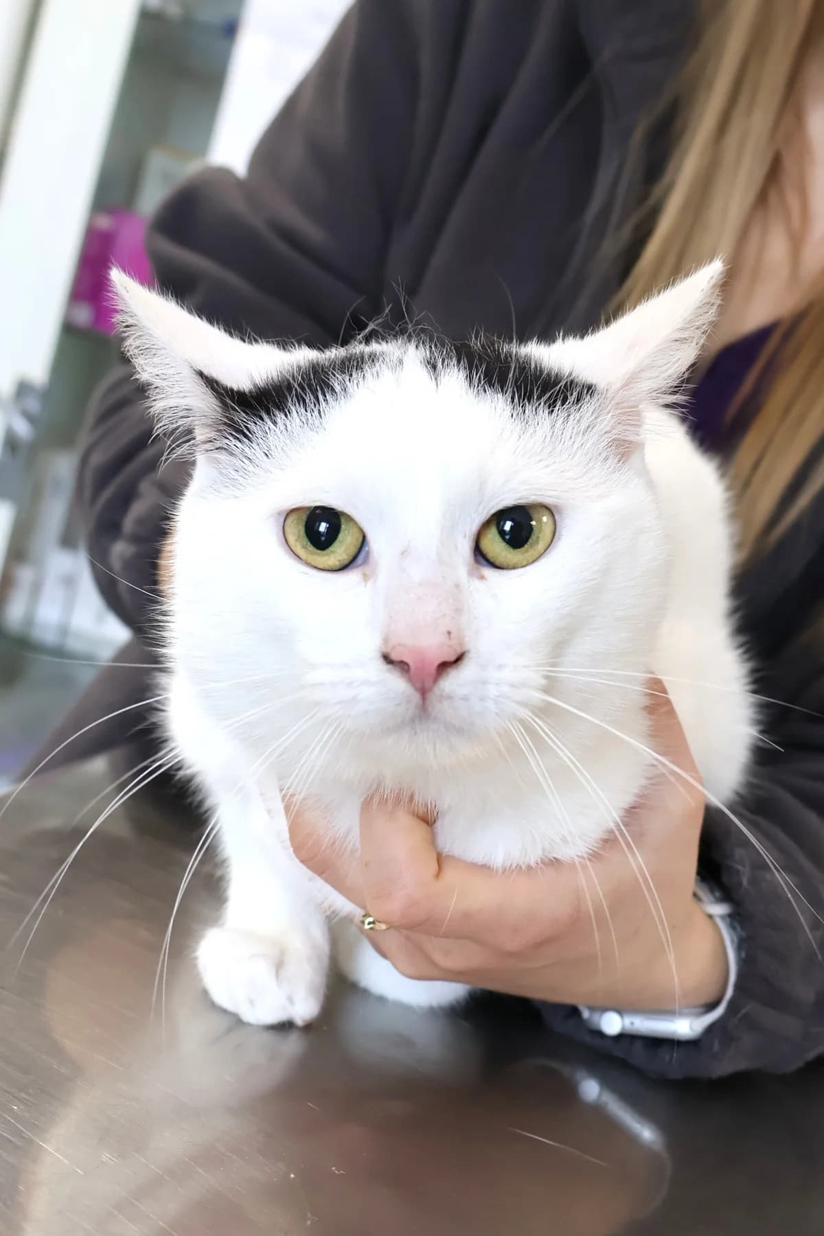 Paput, male Mixed Breed for adoption at Schronisko Lodz, Lodz