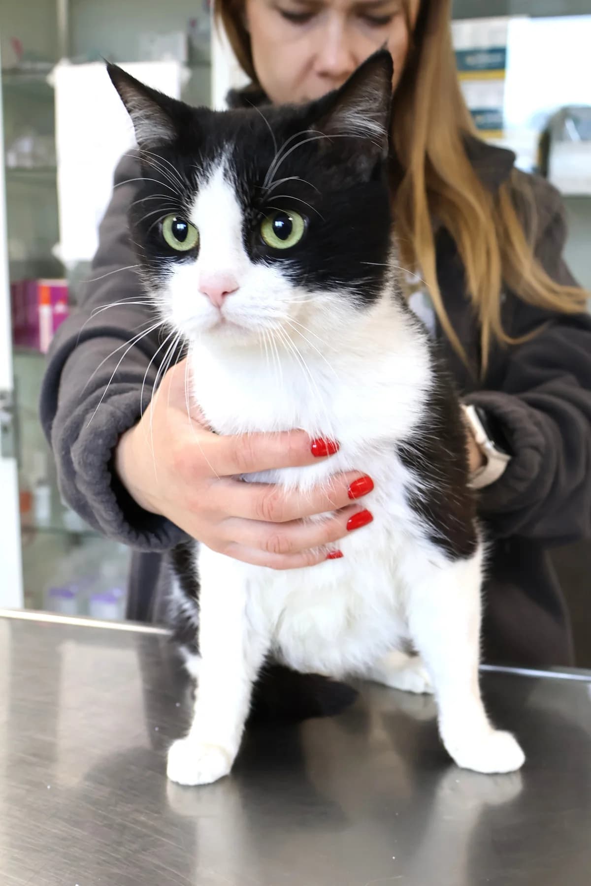 Aldo, male Mixed Breed for adoption at Schronisko Lodz, Lodz