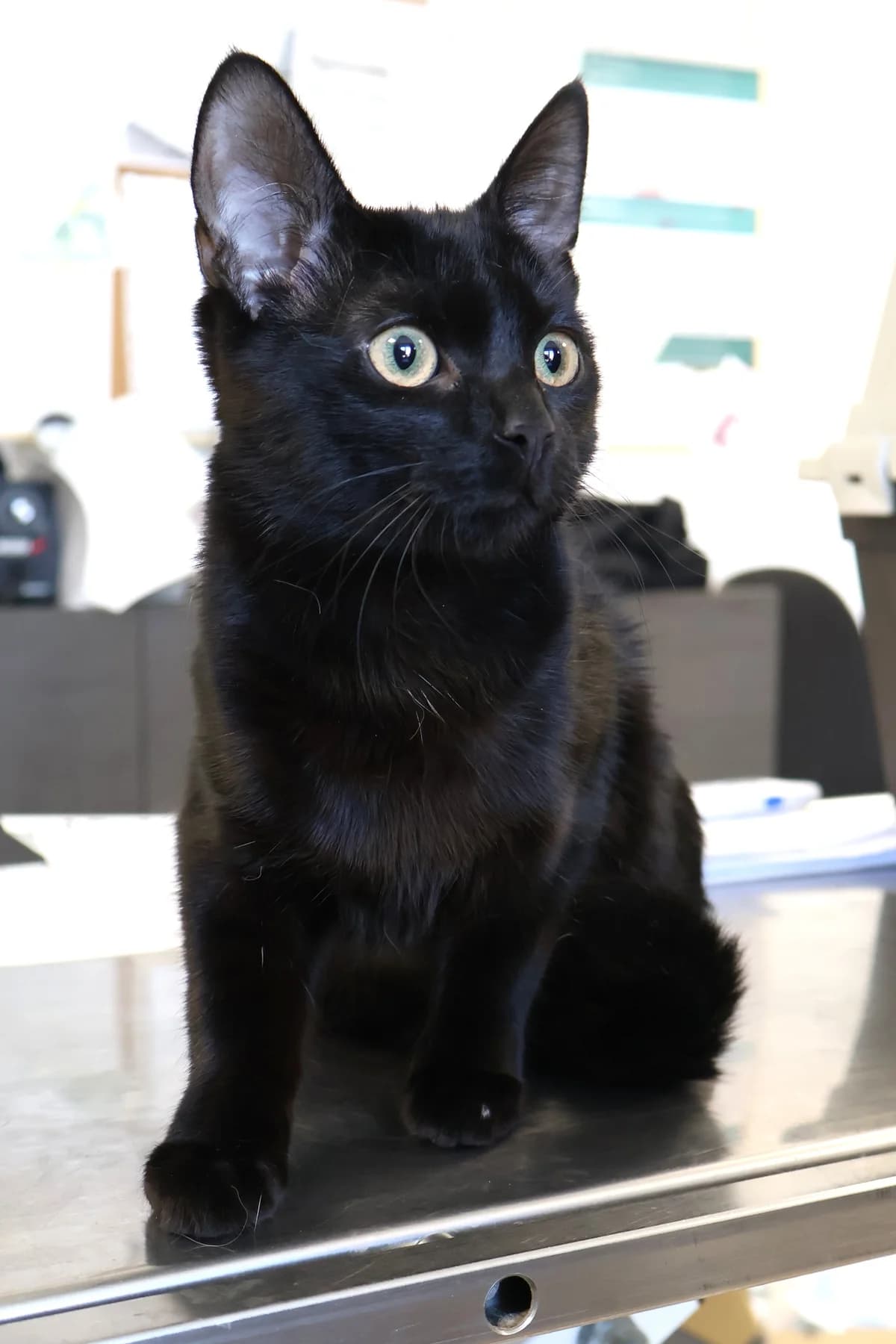 Fama, female puppy Mixed Breed for adoption at Schronisko Lodz, Lodz