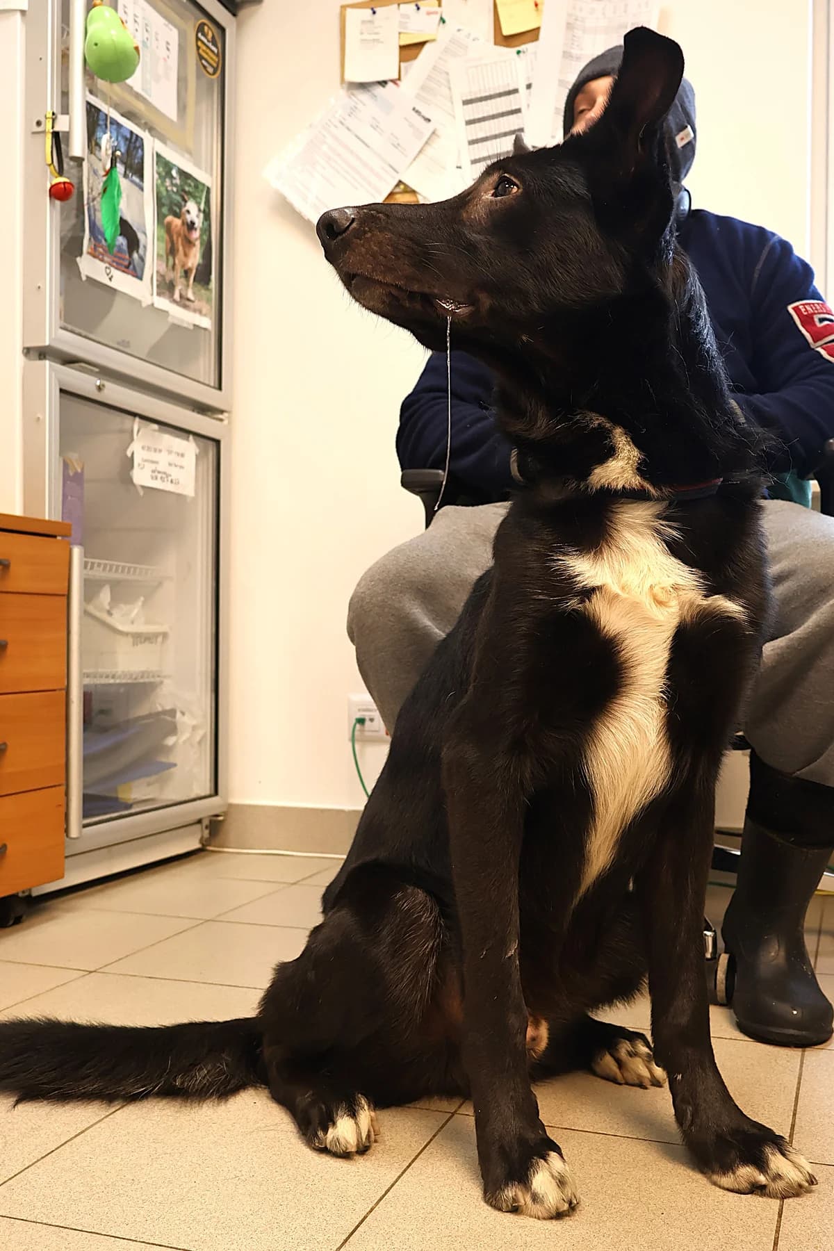 Magnus, male 5yo Mixed Breed for adoption at Schronisko Lodz, Lodz