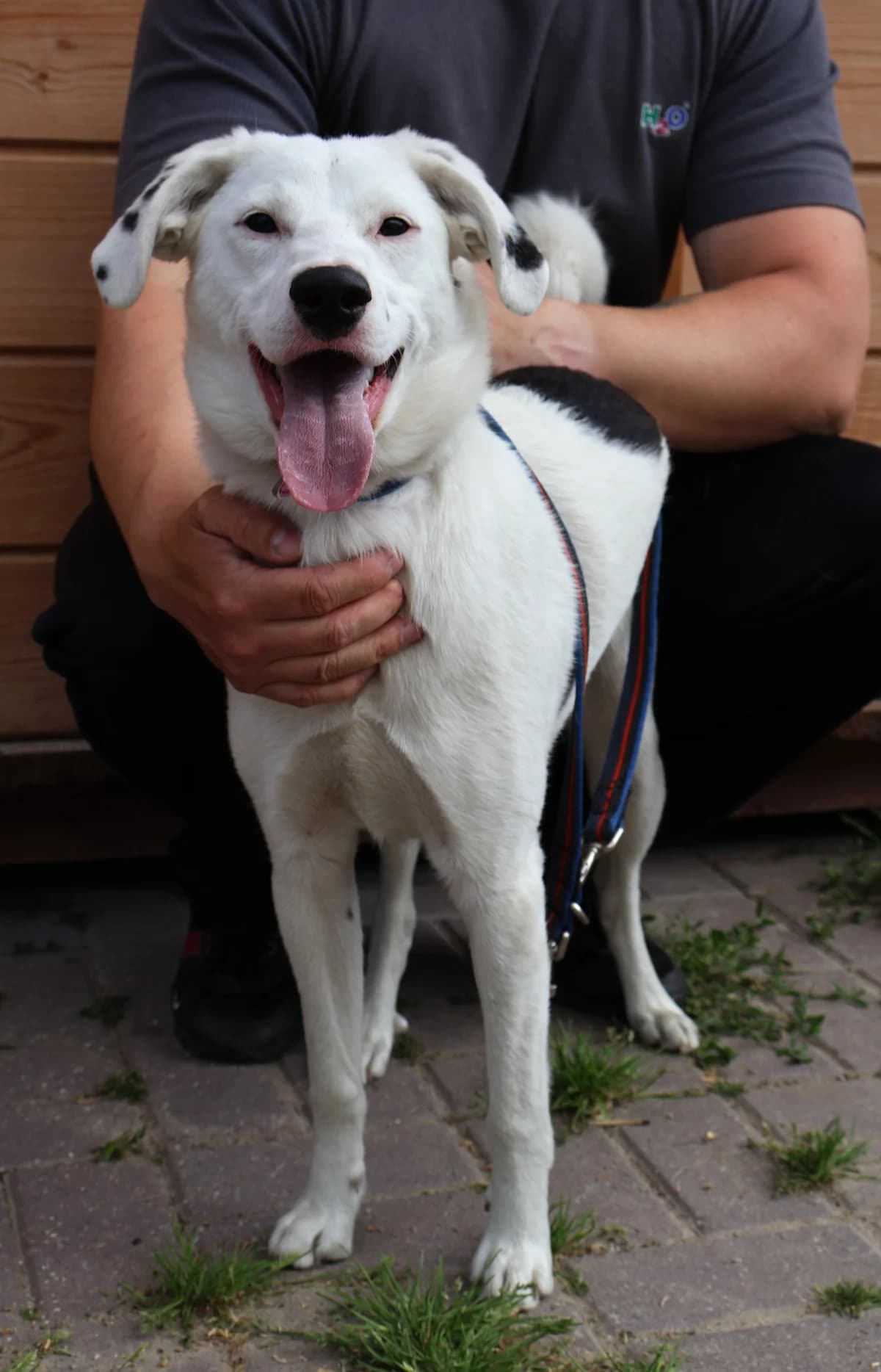 Blanka, female puppy Mixed Breed for adoption at Schronisko Lodz, Lodz