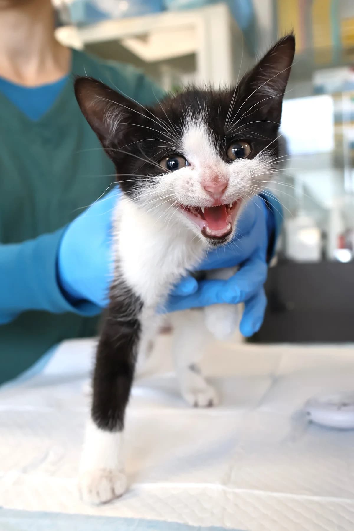 Fauna, female puppy Mixed Breed for adoption at Schronisko Lodz, Lodz