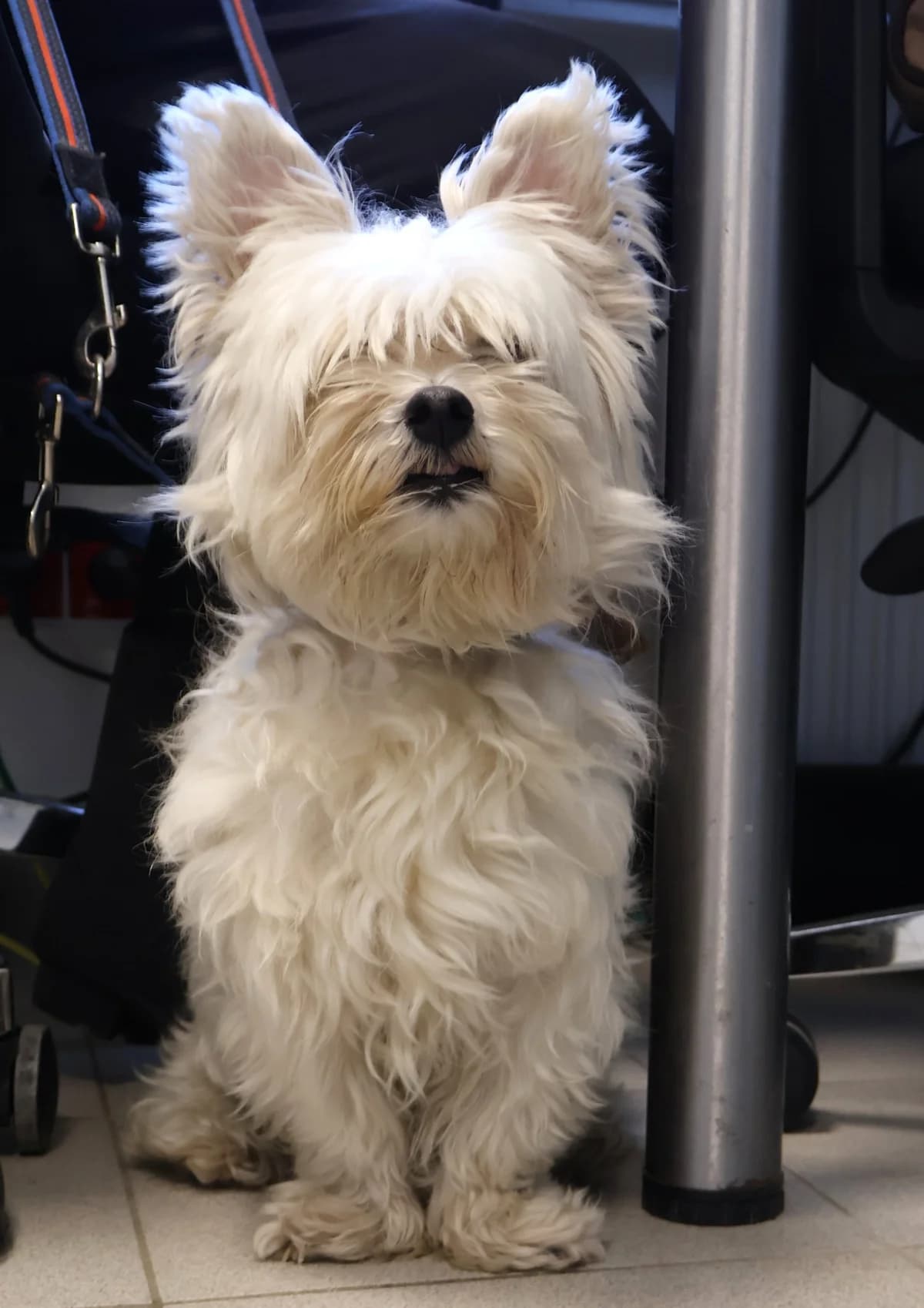 Mocart, male 5yo Mixed Breed for adoption at Schronisko Lodz, Lodz