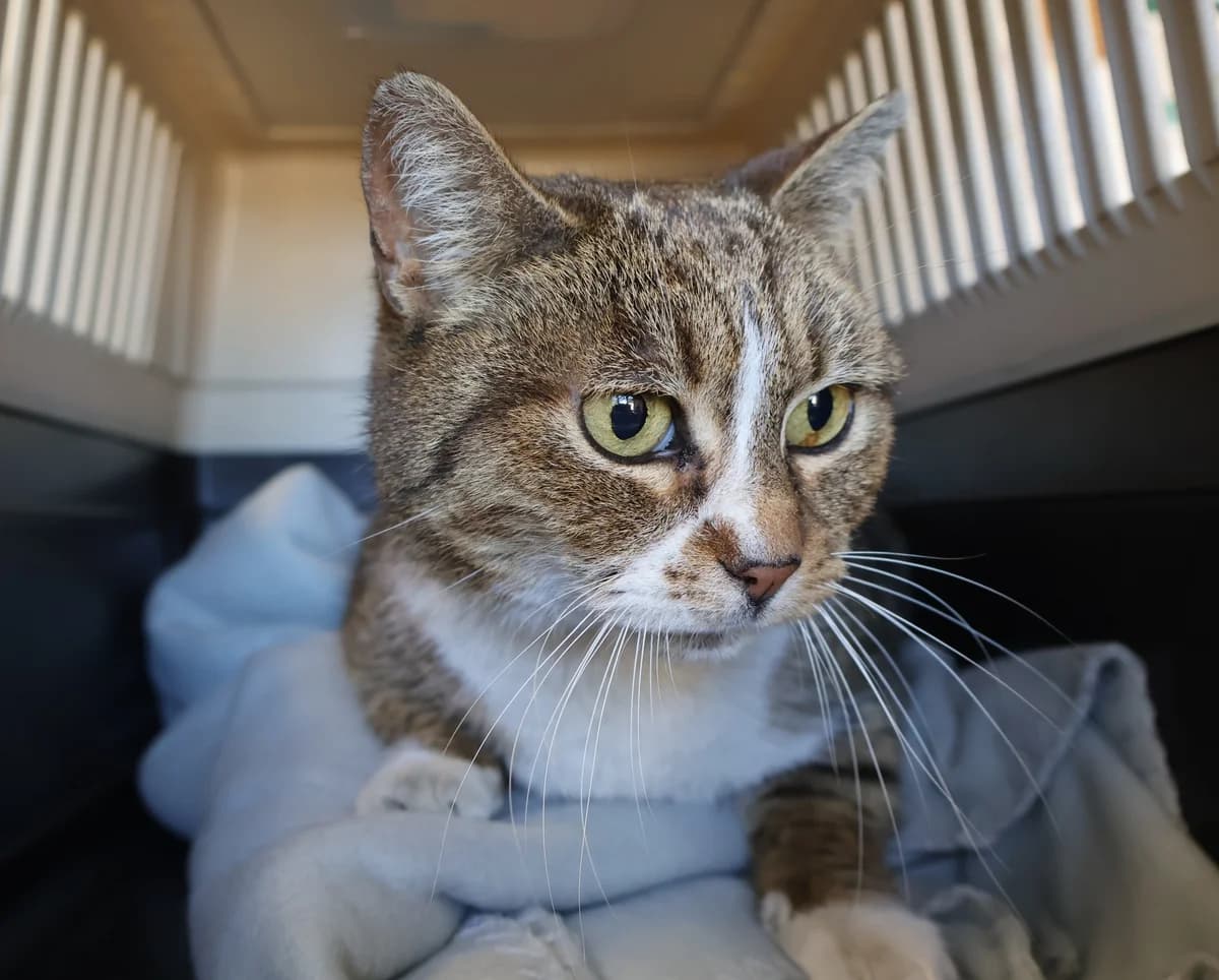 Pestka, female 6yo Mixed Breed for adoption at Schronisko Lodz, Lodz