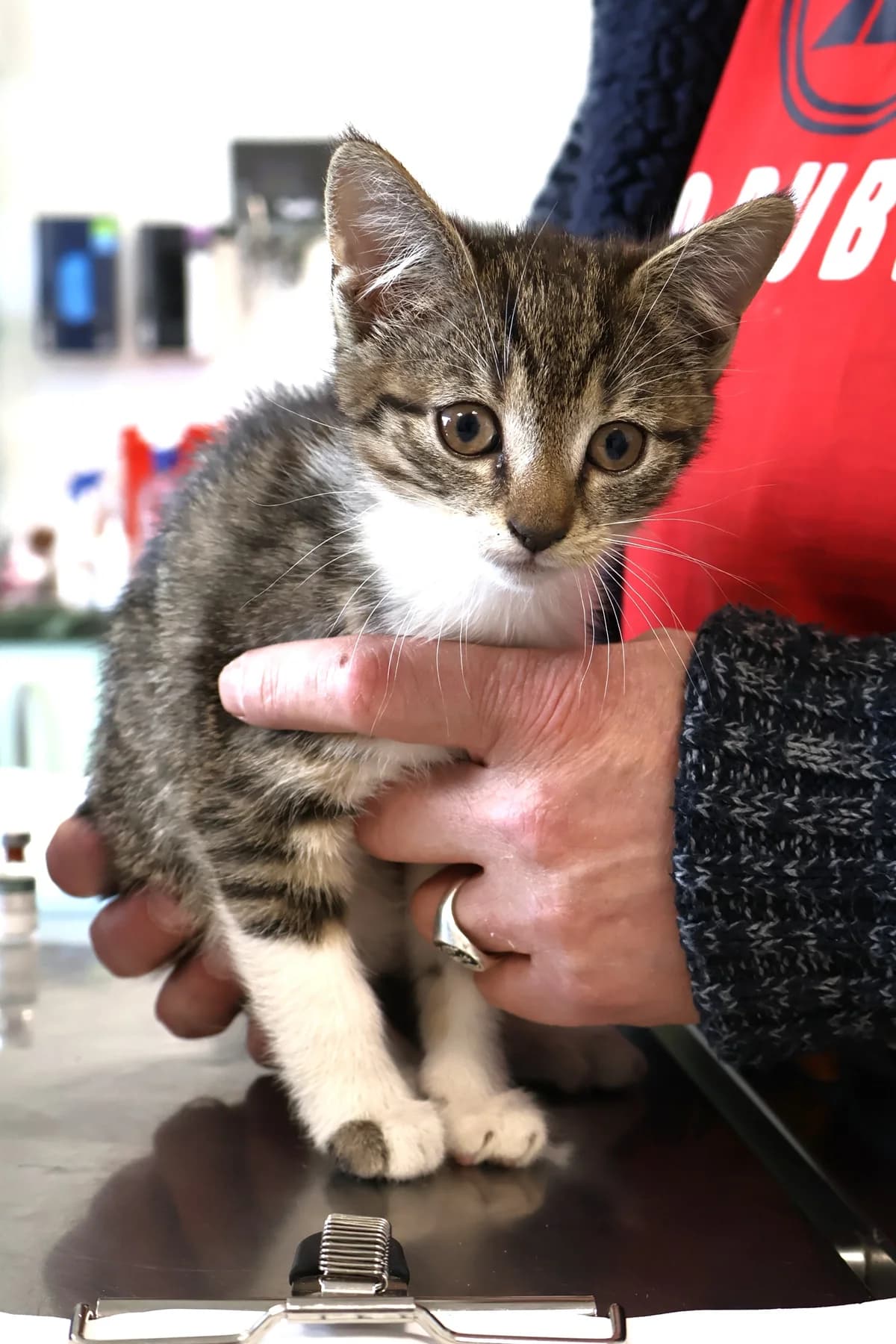 Flora, female puppy Mixed Breed for adoption at Schronisko Lodz, Lodz