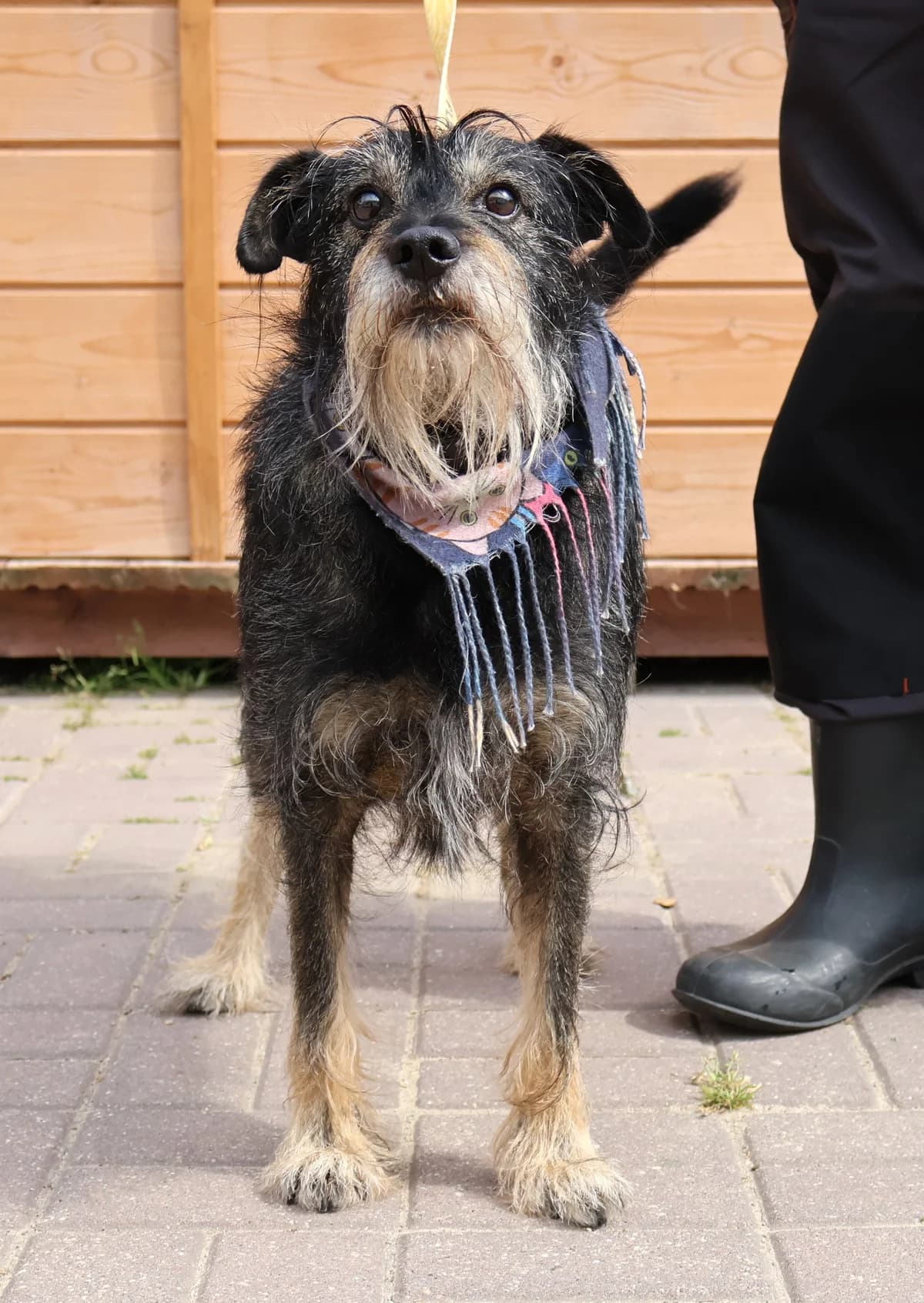 Albin, male 3yo Mixed Breed for adoption at Schronisko Lodz, Lodz