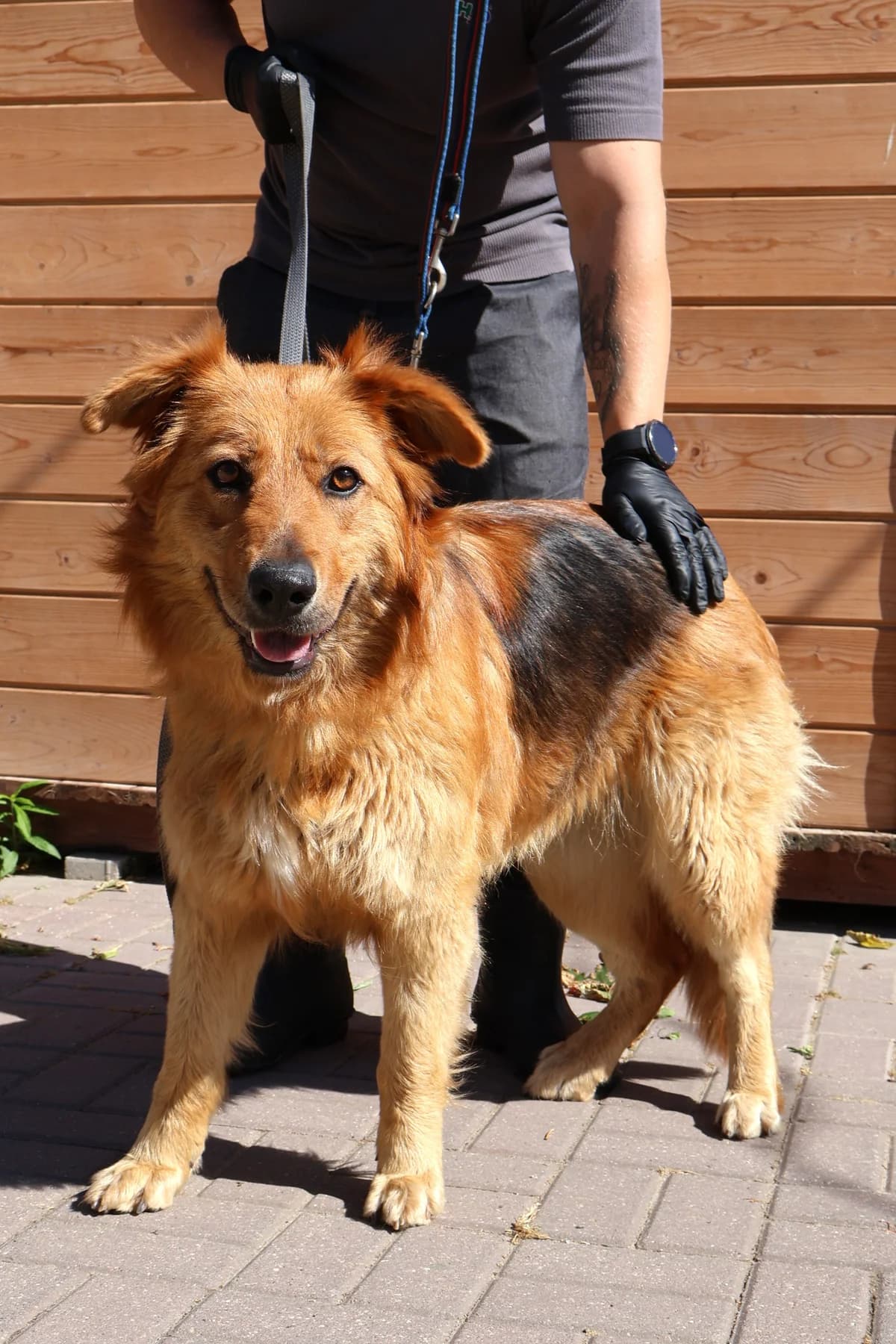 Libra, female 3yo Mixed Breed for adoption at Schronisko Lodz, Lodz