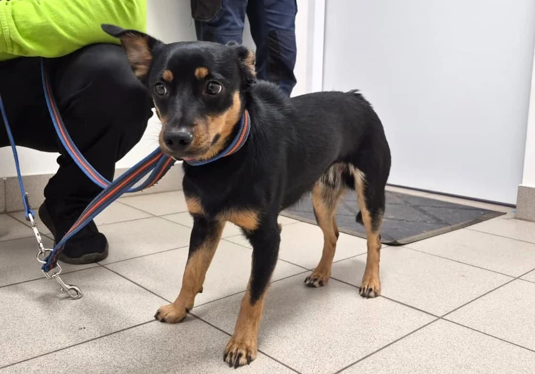 Bill, male Mixed Breed for adoption at Schronisko Lodz, Lodz