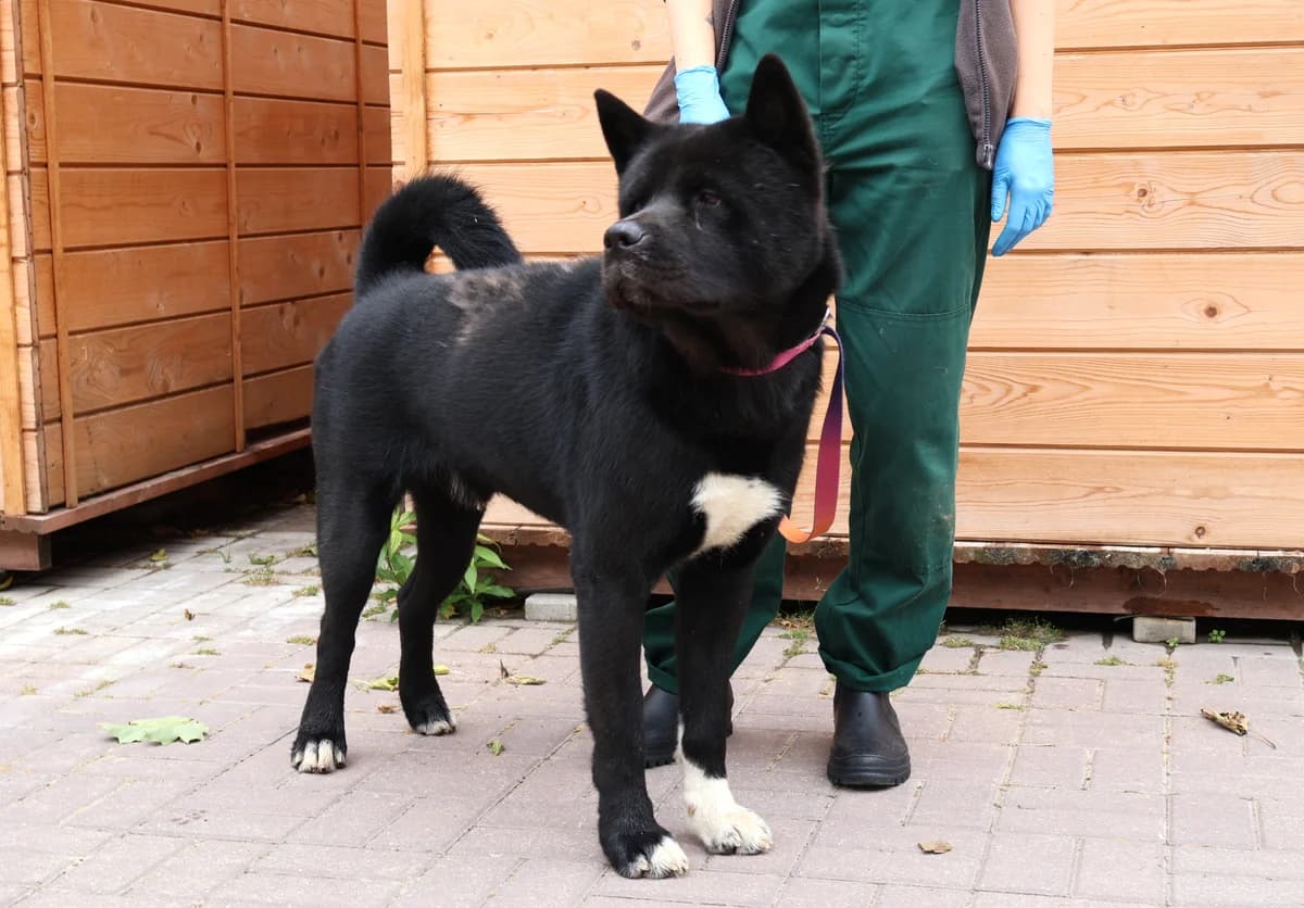 Negro, male 4yo Mixed Breed for adoption at Schronisko Lodz, Lodz