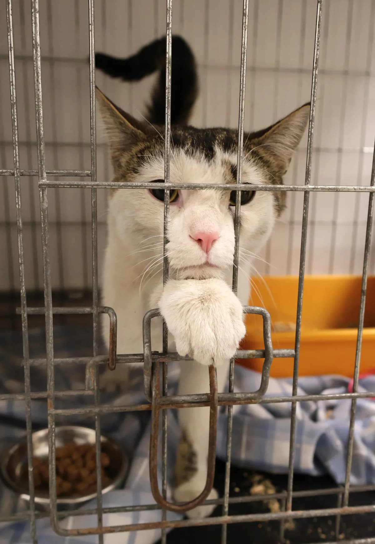 Borman, male young Mixed Breed for adoption at Schronisko Lodz, Lodz