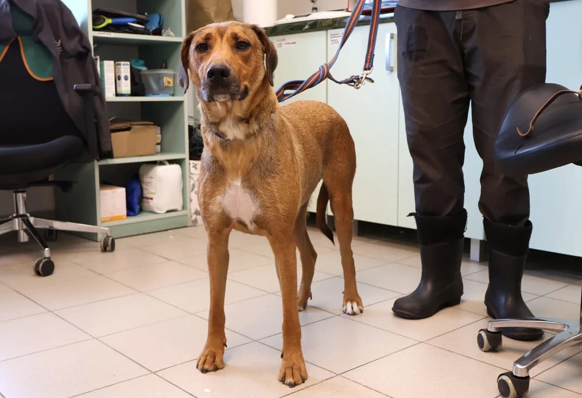 Jadzia, female puppy Mixed Breed for adoption at Schronisko Lodz, Lodz
