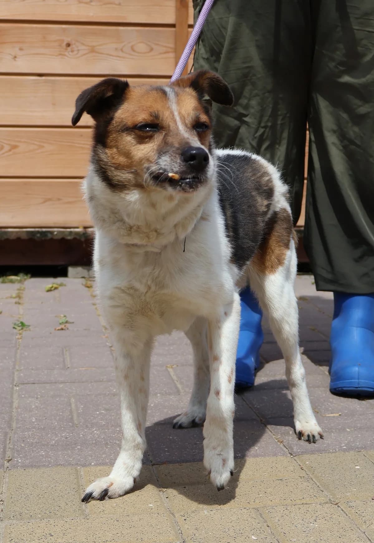 Kara, female senior Mixed Breed for adoption at Schronisko Lodz, Lodz