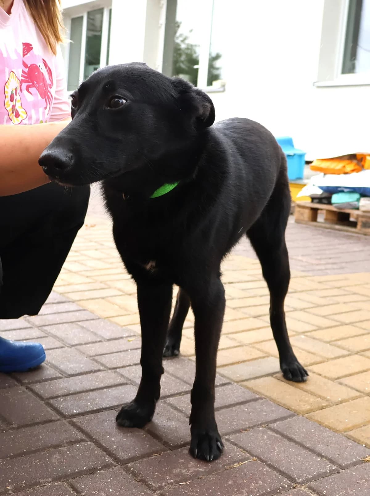 Miro, male puppy Mixed Breed for adoption at Schronisko Lodz, Lodz