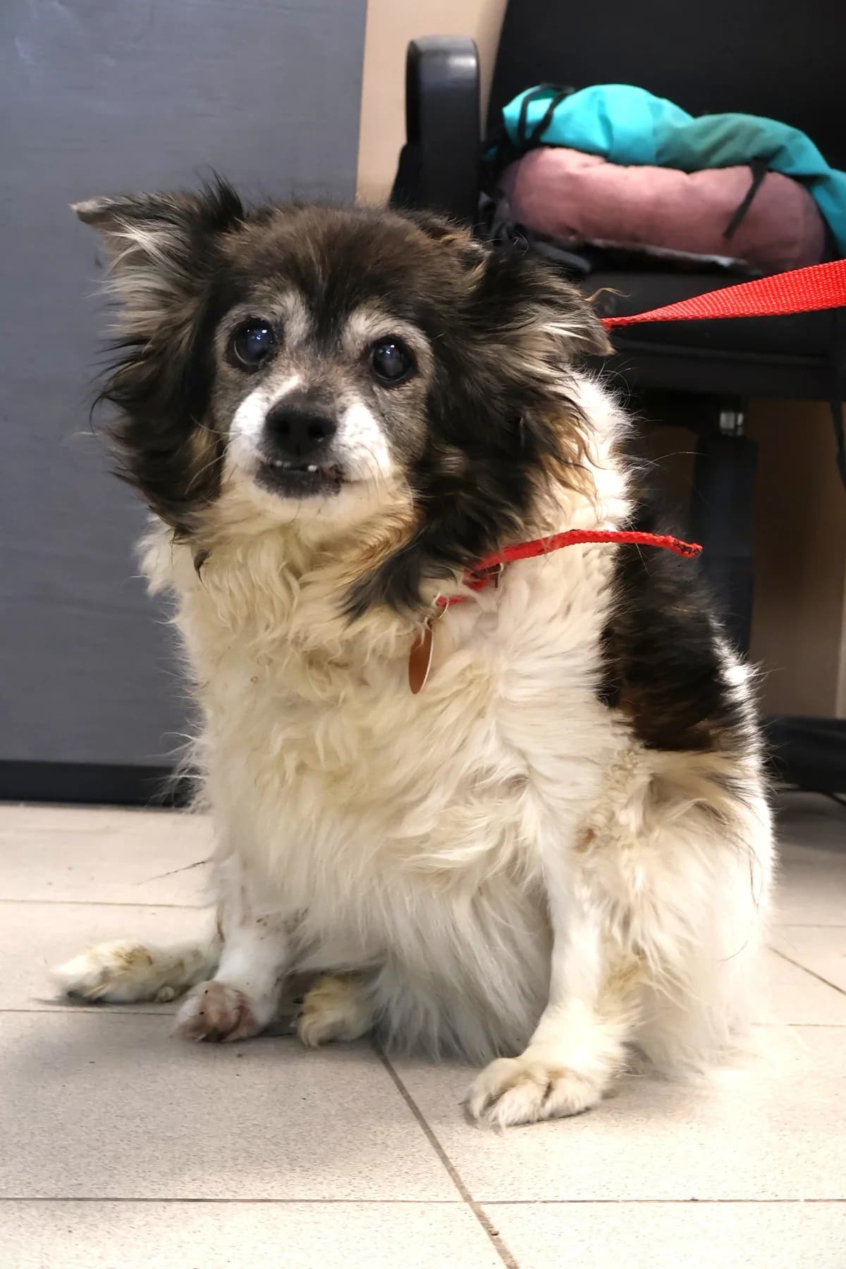 Bela, female Mixed Breed for adoption at Schronisko Lodz, Lodz