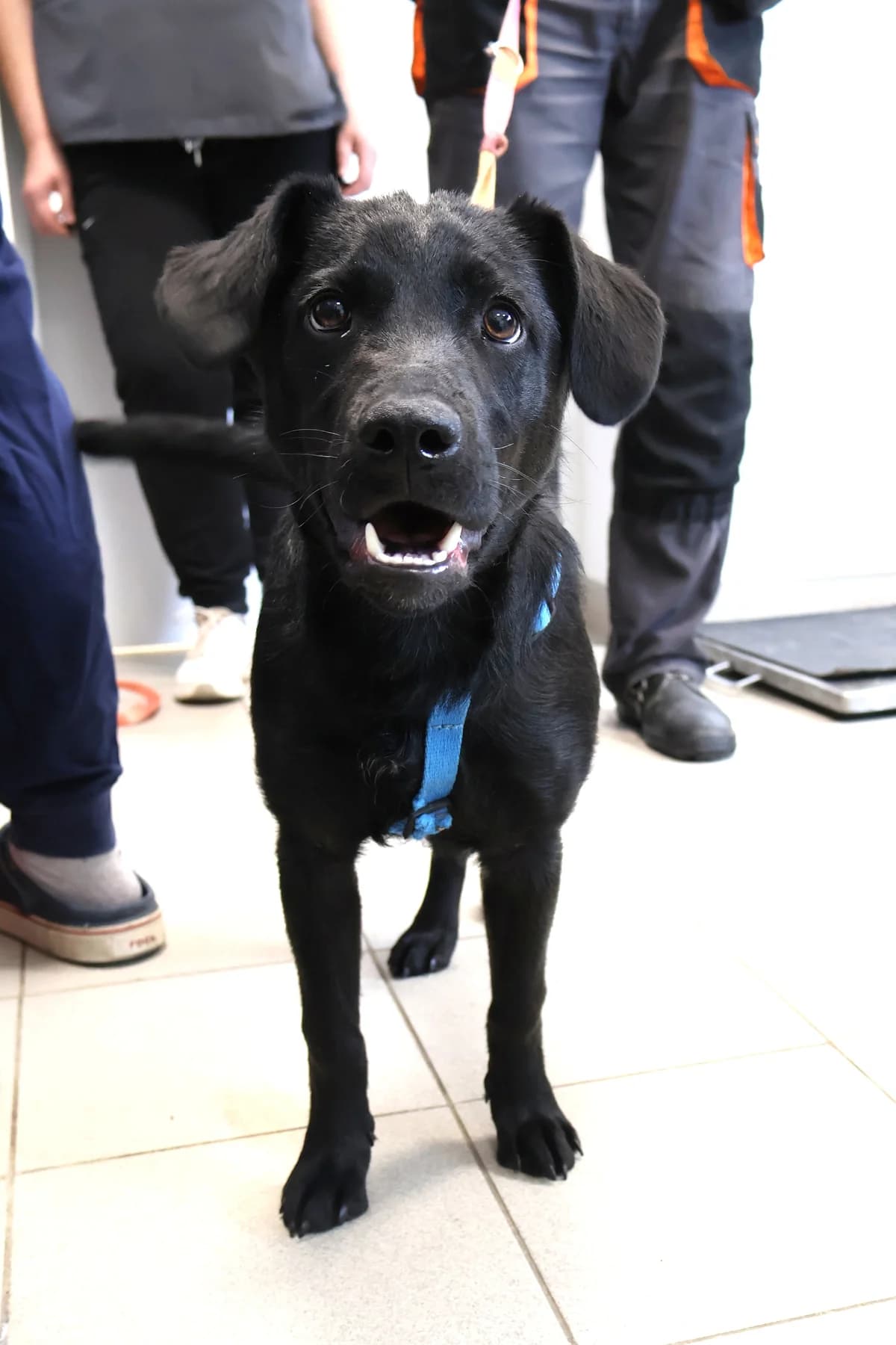 Toga, female Mixed Breed for adoption at Schronisko Lodz, Lodz