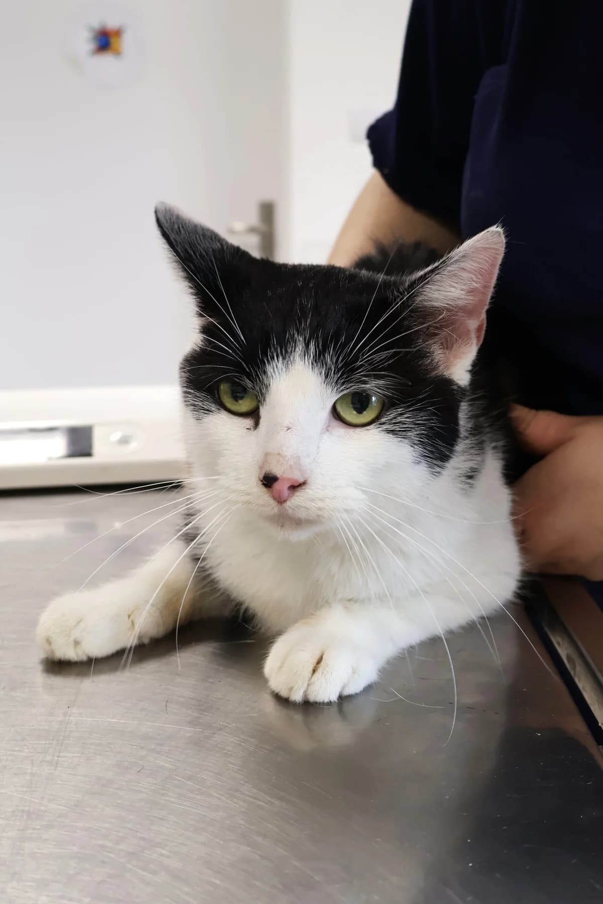 Kitek, male 6yo Mixed Breed for adoption at Schronisko Lodz, Lodz