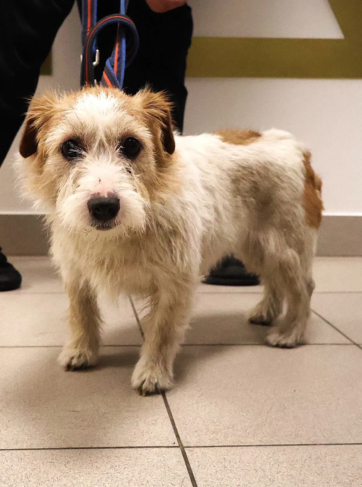 Lili, female senior Mixed Breed for adoption at Schronisko Lodz, Lodz