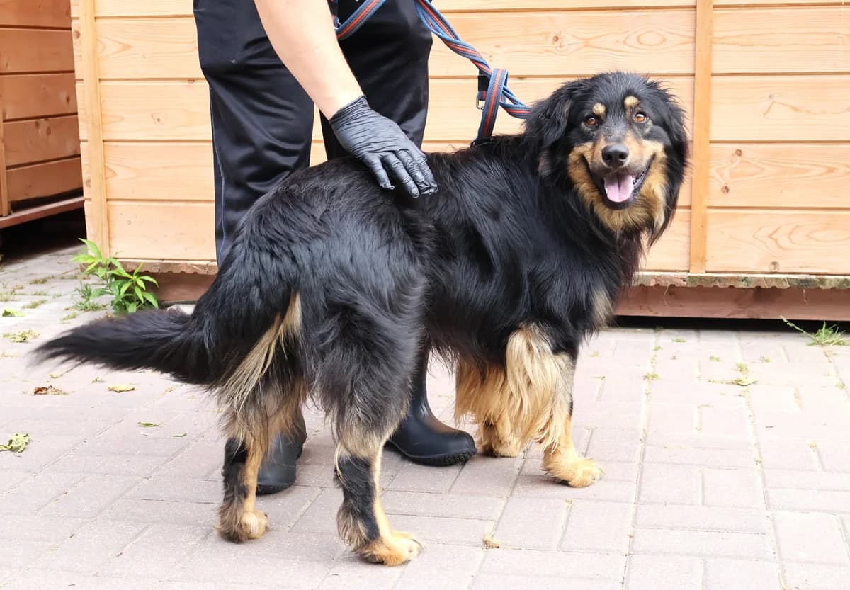 Laluś, male young Mixed Breed for adoption at Schronisko Lodz, Lodz