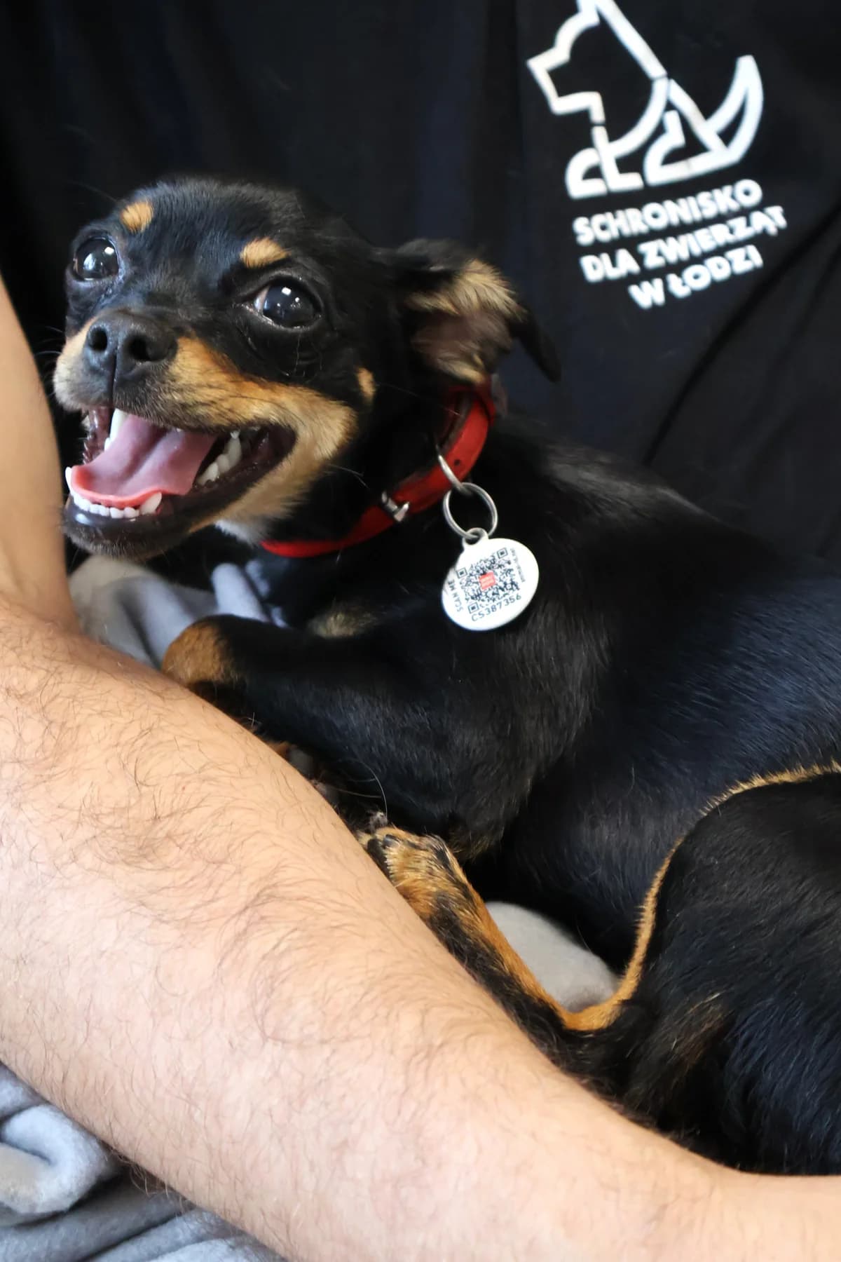 Suzi, female puppy Mixed Breed for adoption at Schronisko Lodz, Lodz
