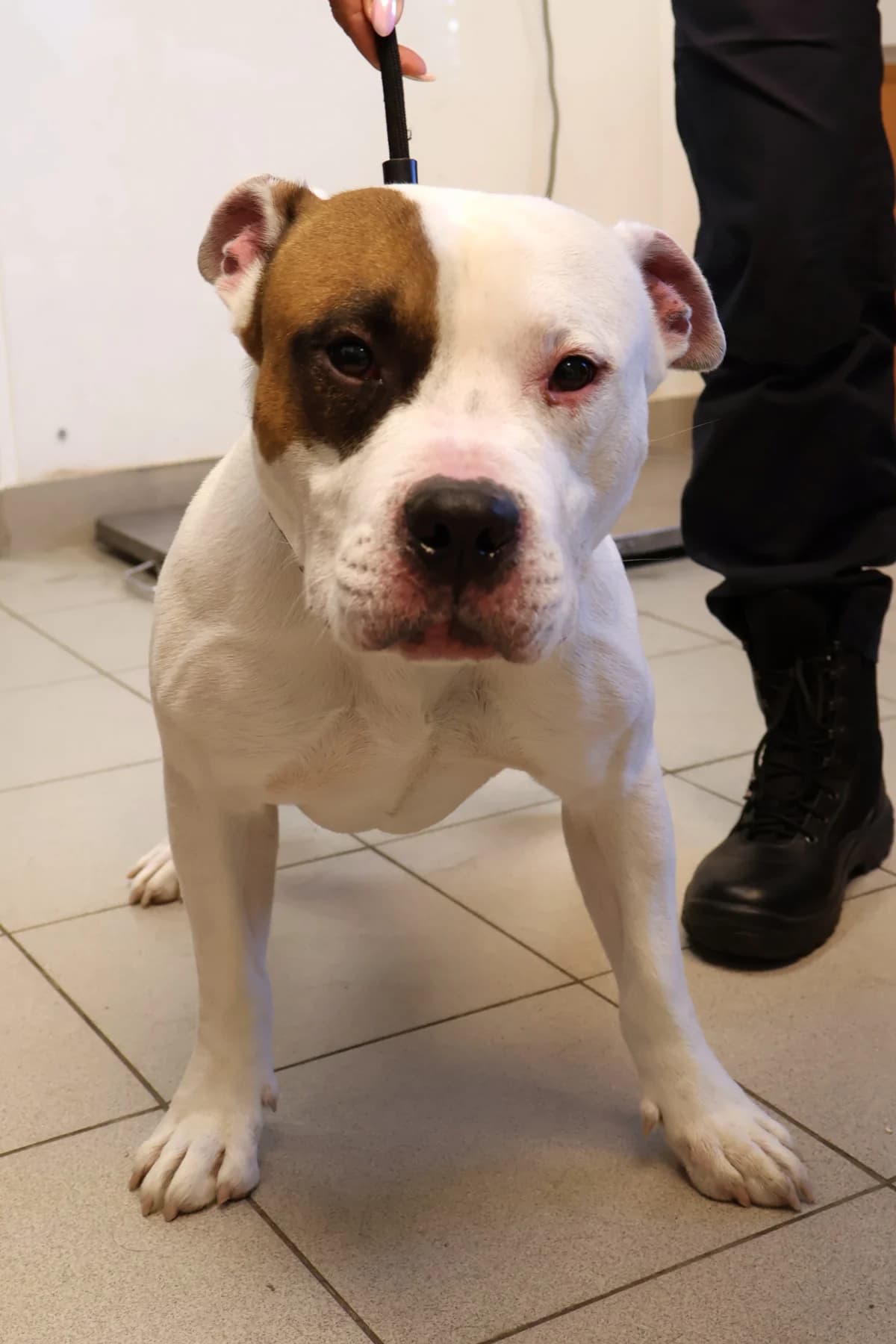 Tajson, male 3yo Mixed Breed for adoption at Schronisko Lodz, Lodz