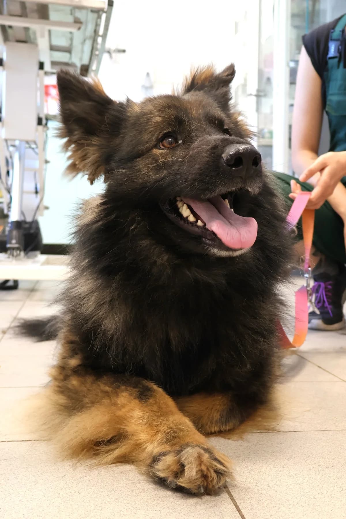 Freja, female young Mixed Breed for adoption at Schronisko Lodz, Lodz
