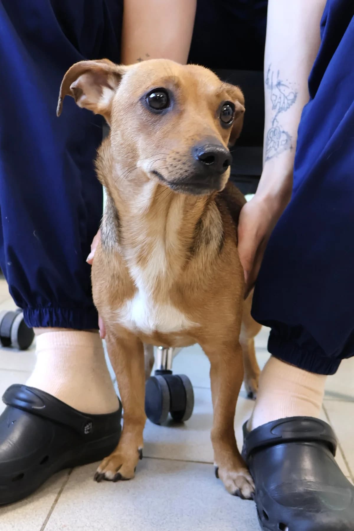 Kafka, female young Mixed Breed for adoption at Schronisko Lodz, Lodz