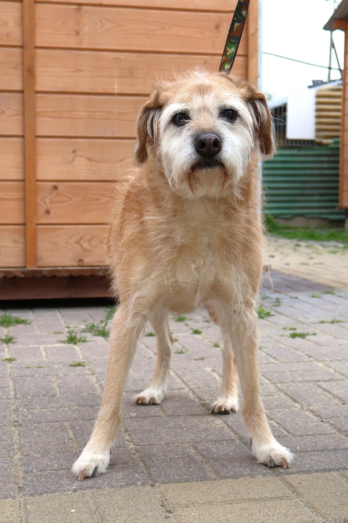 Dafne, female 7yo Mixed Breed for adoption at Schronisko Lodz, Lodz