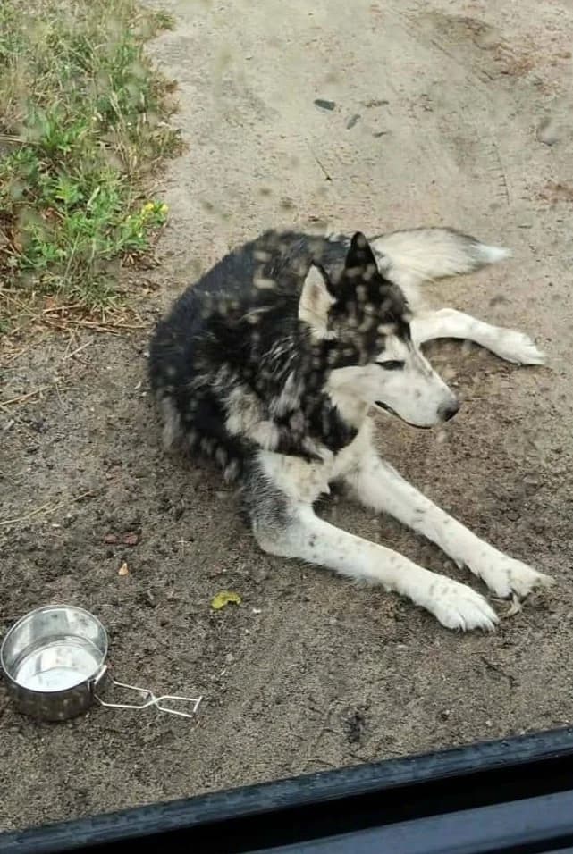 Hulk, male senior Mixed Breed for adoption at Schronisko Lodz, Lodz
