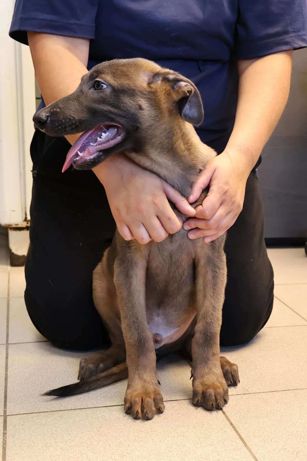 Minot, male puppy Mixed Breed for adoption at Schronisko Lodz, Lodz