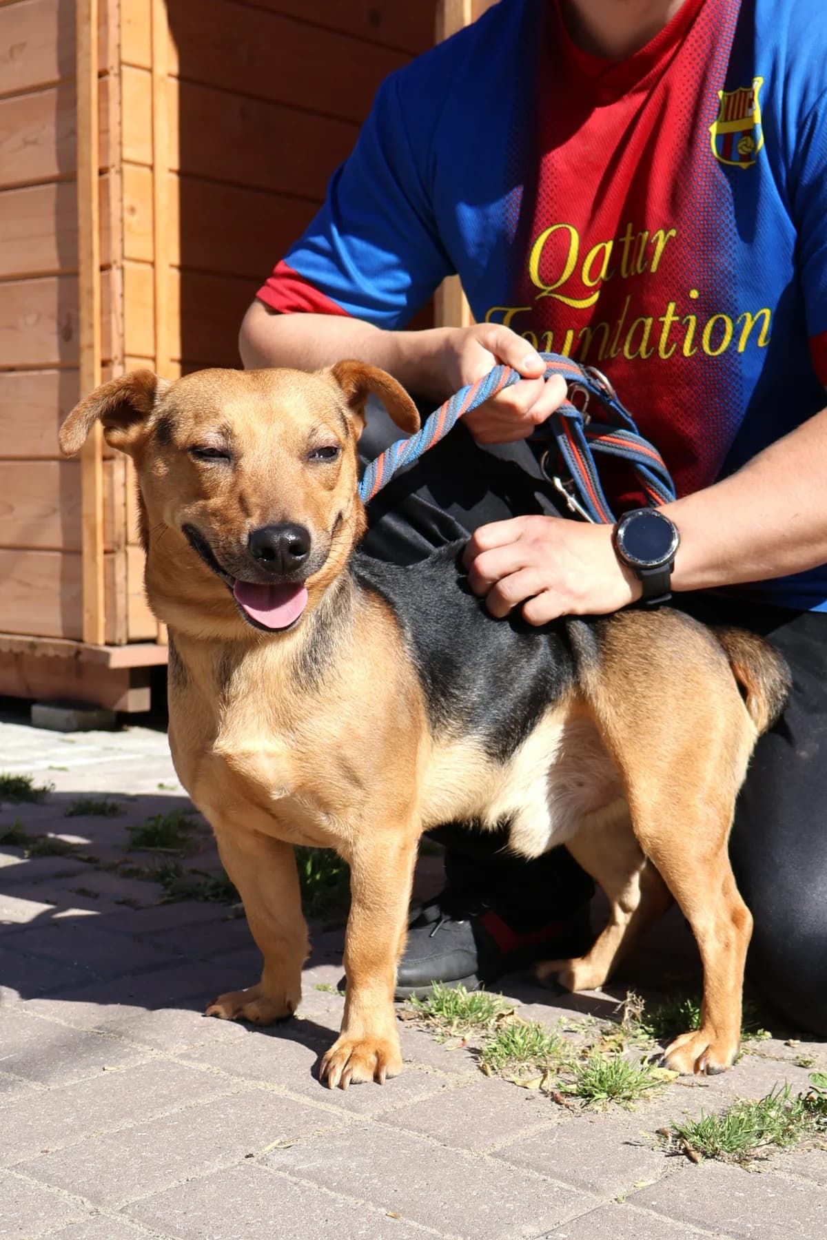 Amor, male puppy Mixed Breed for adoption at Schronisko Lodz, Lodz