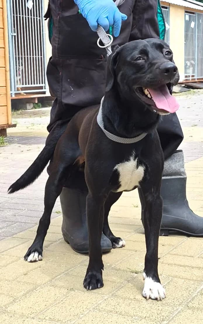 Bambo, male young Mixed Breed for adoption at Schronisko Lodz, Lodz