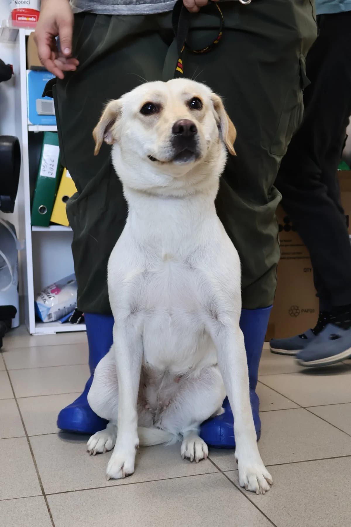 Karmen, female puppy Mixed Breed for adoption at Schronisko Lodz, Lodz
