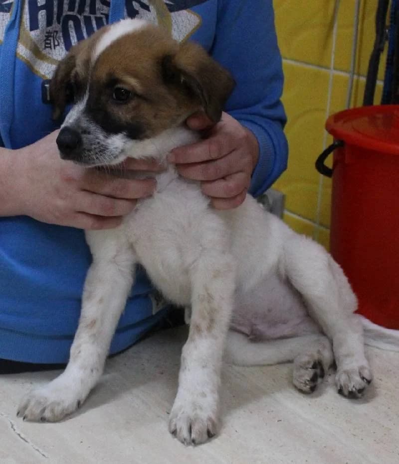 Miziak, male Mixed Breed for adoption at Schronisko Lodz, Lodz