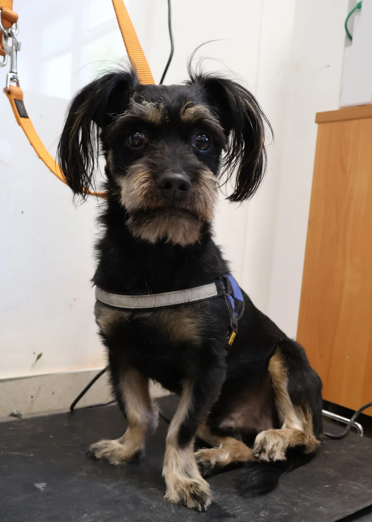 Tolek, male 3yo Mixed Breed for adoption at Schronisko Lodz, Lodz