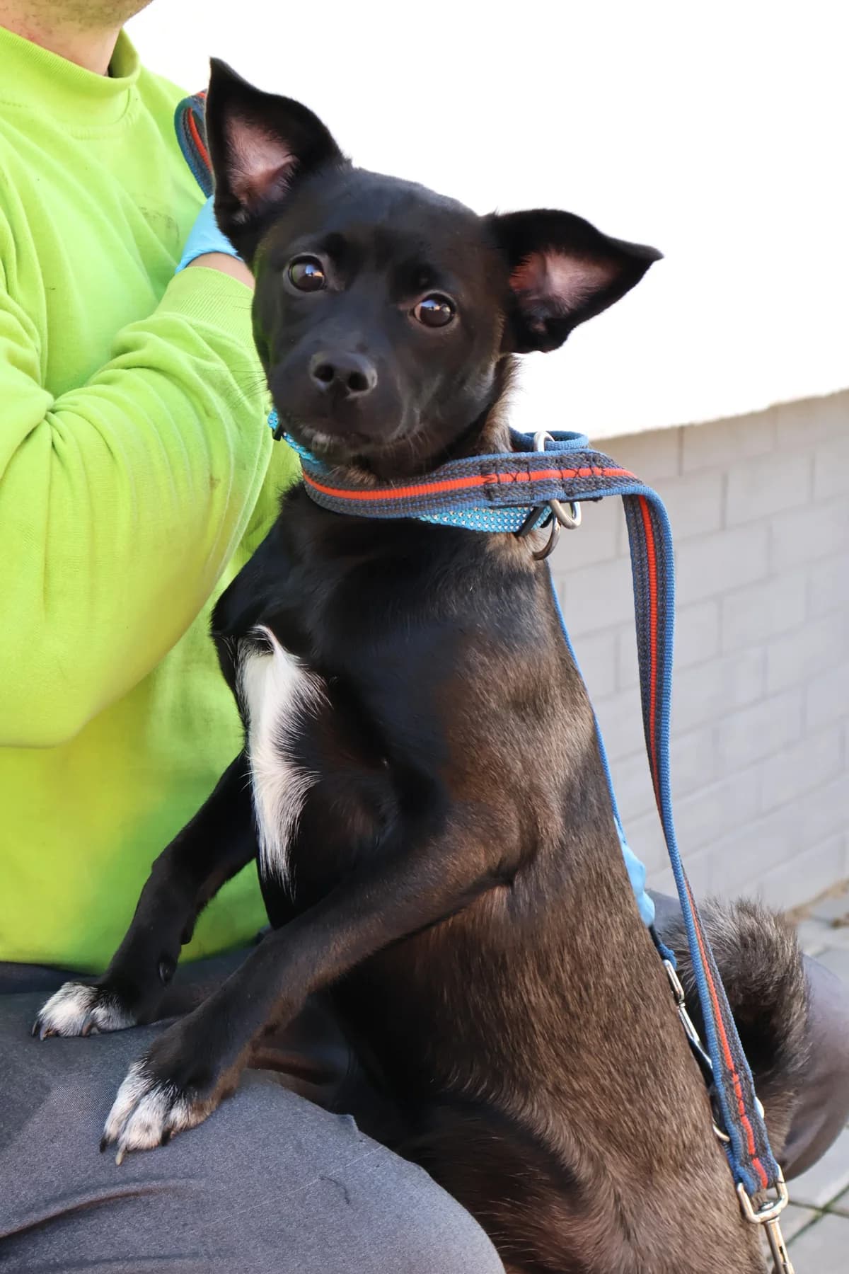 Mokka, female puppy Mixed Breed for adoption at Schronisko Lodz, Lodz