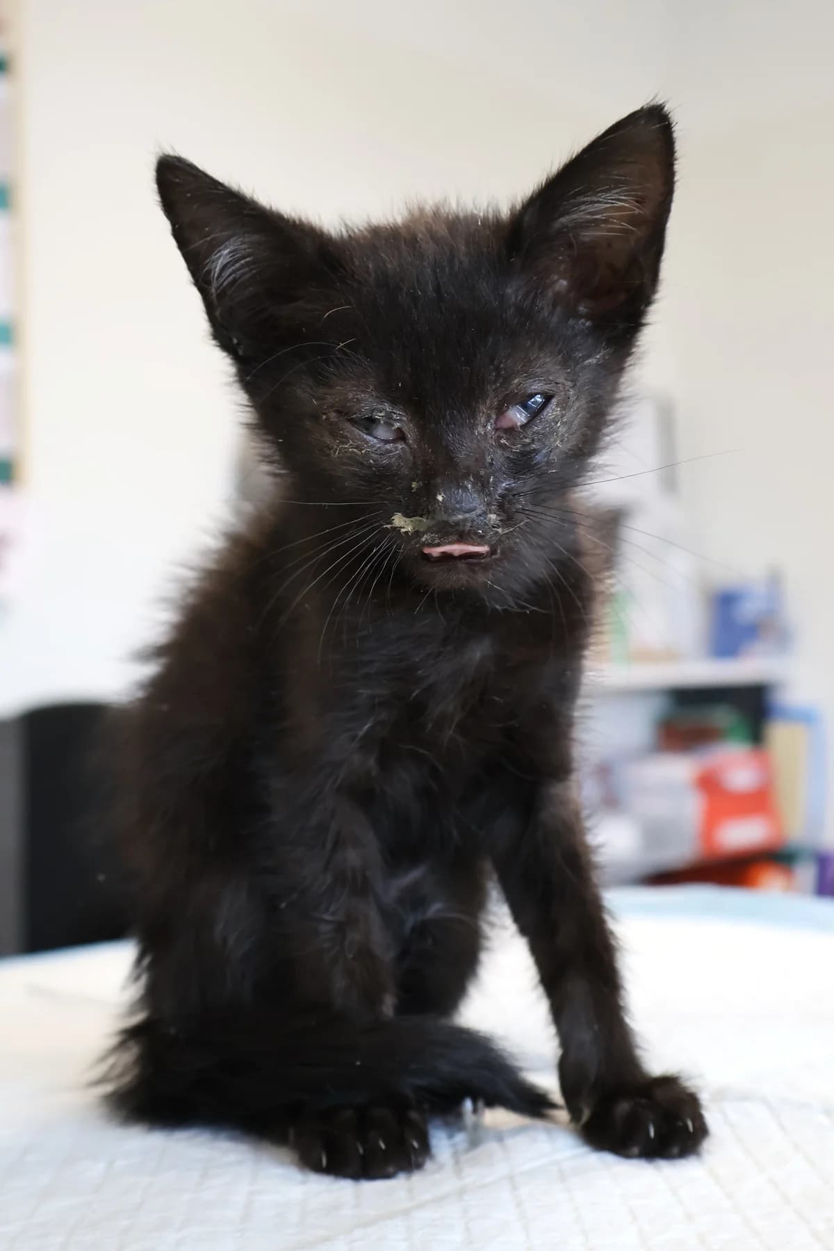 Batman, male puppy Mixed Breed for adoption at Schronisko Lodz, Lodz