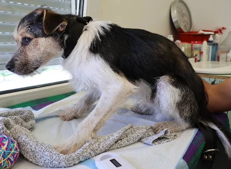 Piotruś, male Mixed Breed for adoption at Schronisko Lodz, Lodz