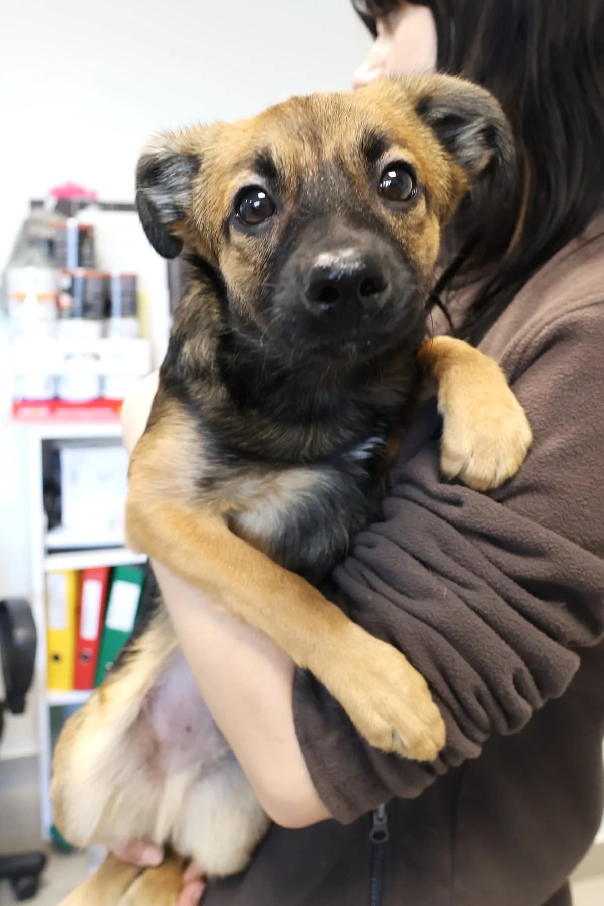 Miluś, male Mixed Breed for adoption at Schronisko Lodz, Lodz
