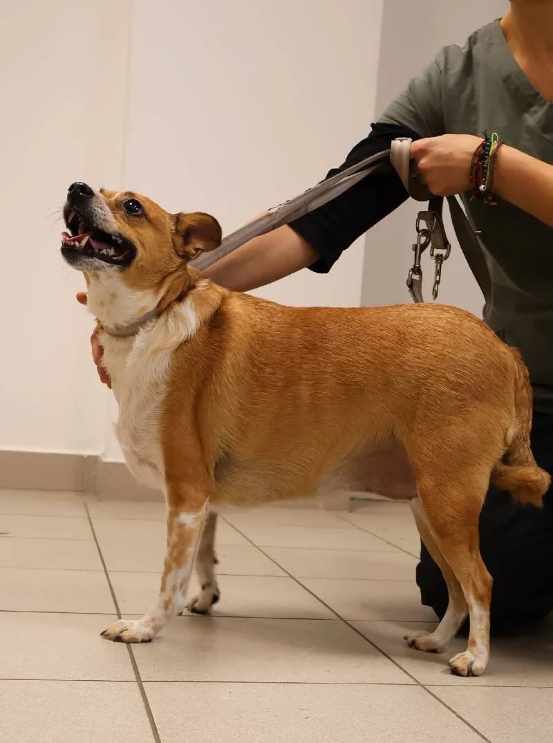 Lusia, female 6yo Mixed Breed for adoption at Schronisko Lodz, Lodz