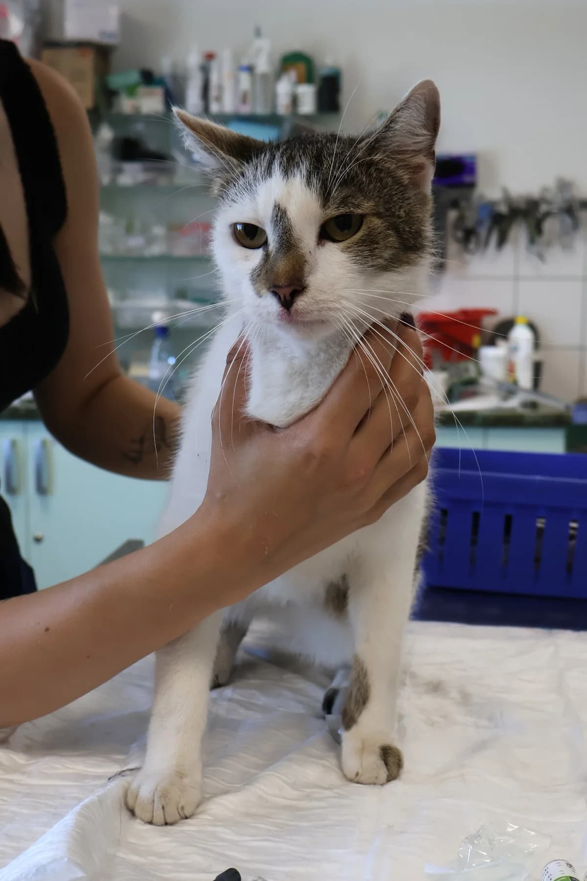 Jordan, male 5yo Mixed Breed for adoption at Schronisko Lodz, Lodz